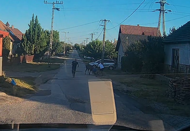 Pethes Bálint szarvas