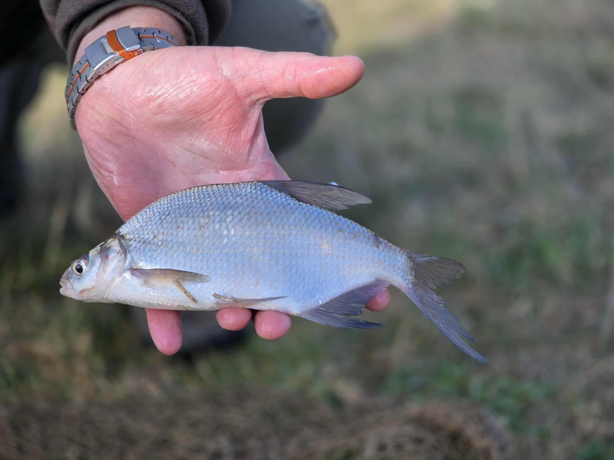 Haltelepítés Hajdú-Bihar megyében