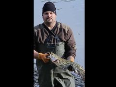 Macsi Balcsi halmentés