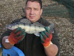 Macsi Balcsi halmentés