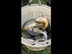 Macsi Balcsi pontyok