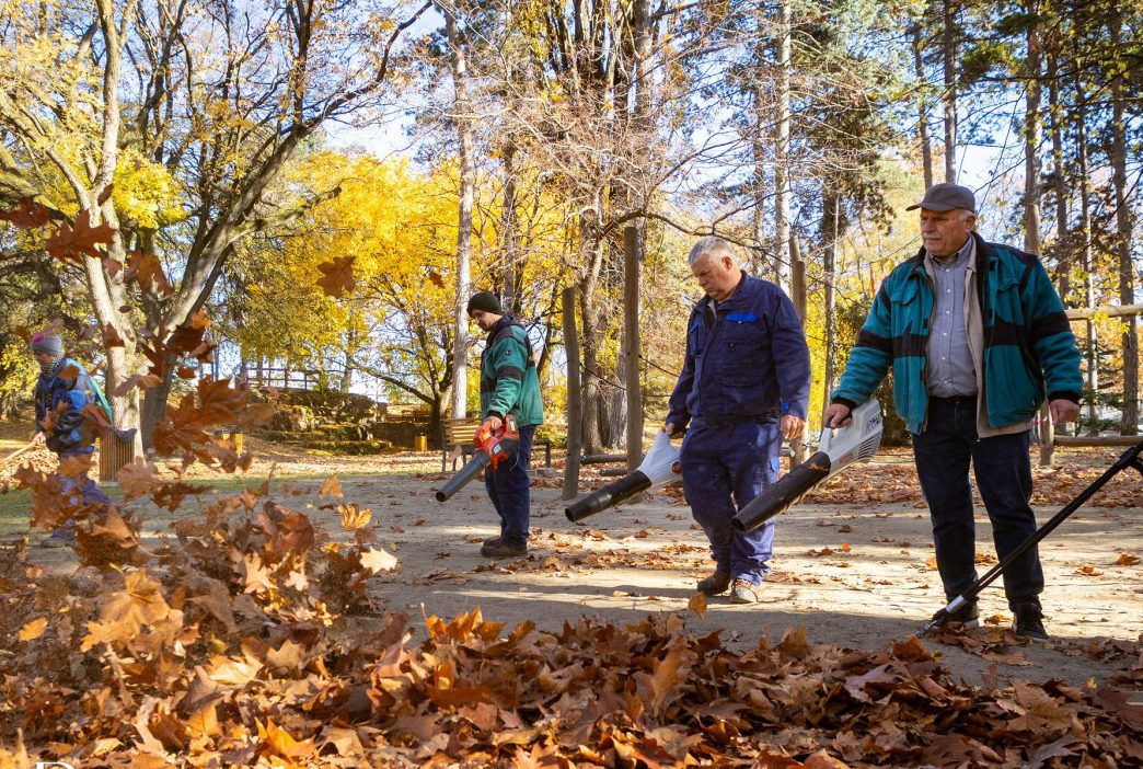 Lombgyűjtés Debrecenben