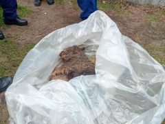 Agyonverték Morzsi kutyát Hajdúsámsonban