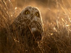 A balmazújvárosi Király Árpád lett az év ifjúsági természetfotósa