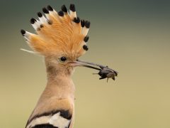 A balmazújvárosi Király Árpád lett az év ifjúsági természetfotósa