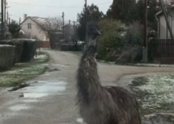 Négy emu sétált Polgár utcáin