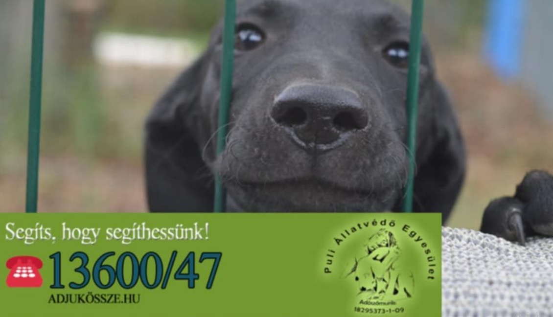 Puli Állatvédő Egyesület Debrecen