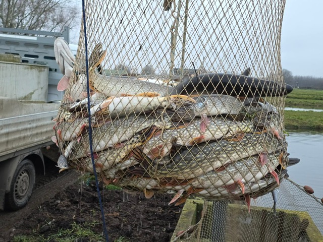 Haltelepítés a Keleti-főcsatornán