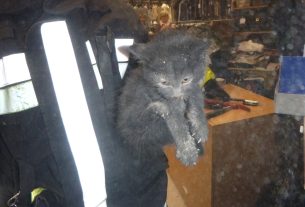 Pernye cica Debrecenben