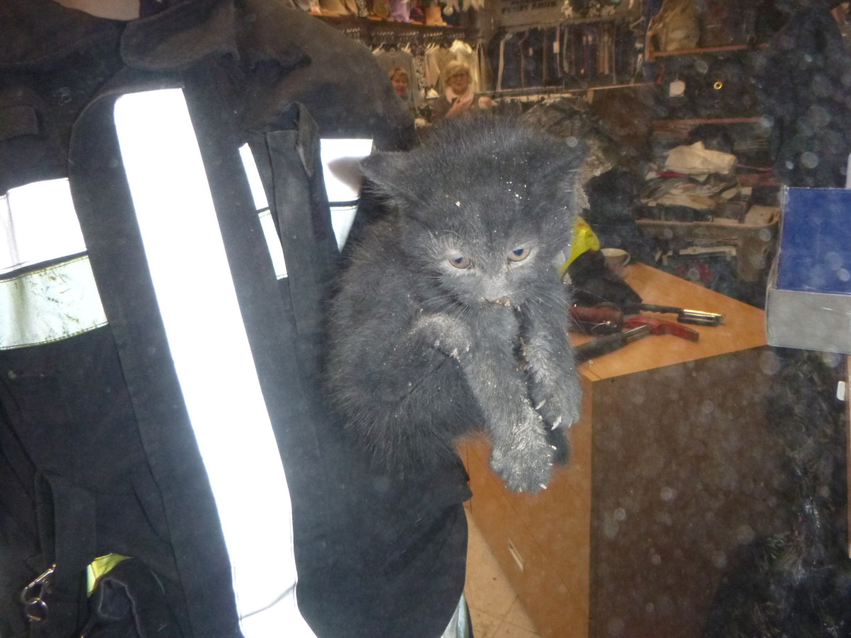 Pernye cica Debrecenben