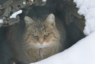 Hortobágyi Vadaspark - vadmacska
