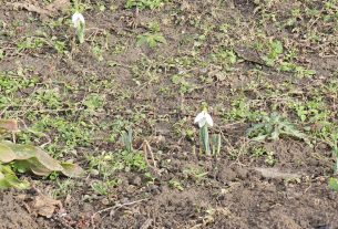 Nyílik a hóvirág Hajdú-Bihar megyében