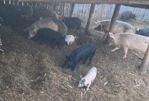 Trükkösen lopták a disznókat Nyíradonyban