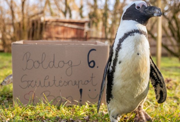 Születésnapját ünnepli Bán, a debreceni állatkert pingvinje
