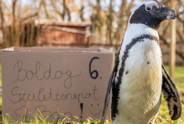 Születésnapját ünnepli Bán, a debreceni állatkert pingvinje