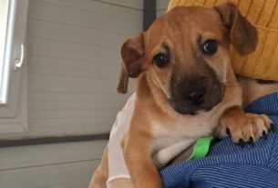 Három kiskutyát is kidobtak az útra Debrecenben