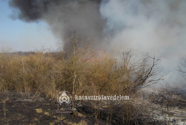 szabadtéri tűz