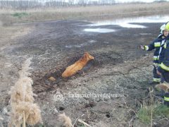 Szarvasmarhát kellett menteni Biharkeresztesnél
