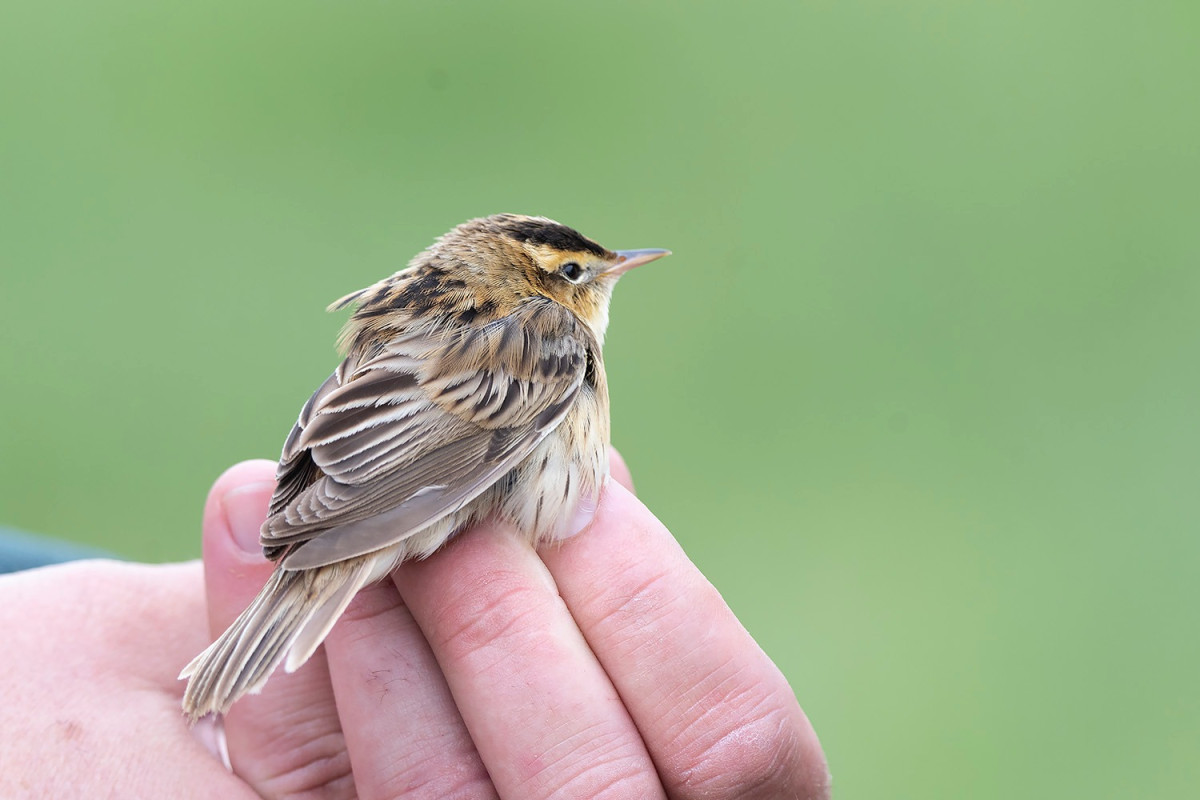 Csíkosfejű nádiposzáta