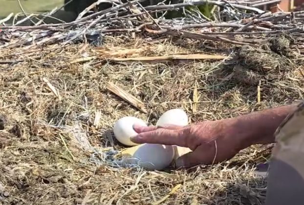 Menteni kellett a hajdúnánási gólyatojásokat