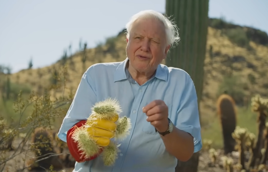 David Attenborough 100 éves – meghatódva fogadta a jókívánságokat az élő legenda