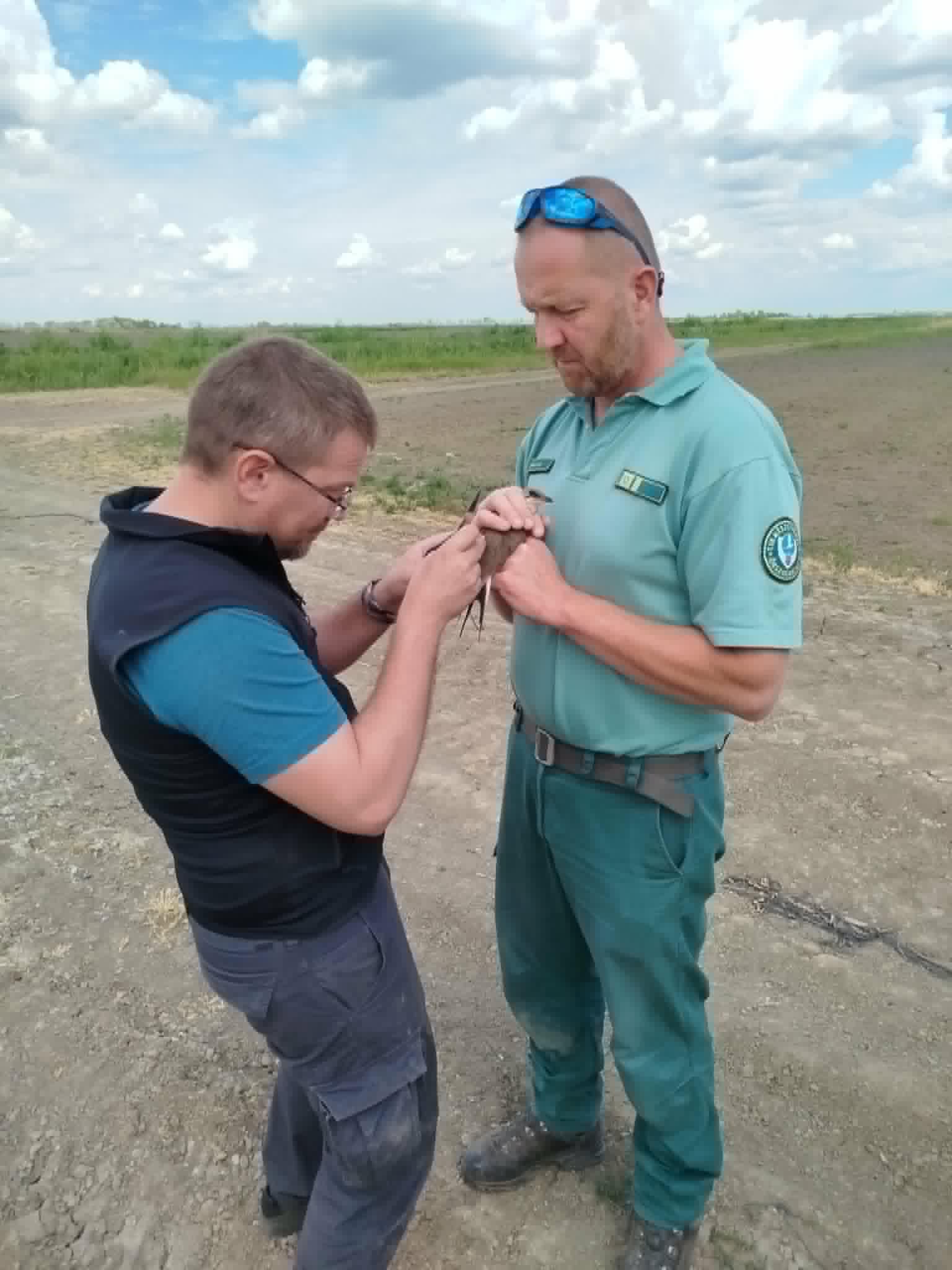 Laci bácsi jeladójának felhelyezését végzi Dr. Tóth Pál János és Monoki Ákos