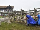 Országos Gulyásverseny és Pásztortalálkozó lesz Hortobágyon