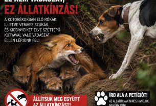 Petíciót indítottak a "kotorékozás" néven futó állatkínzás ellen