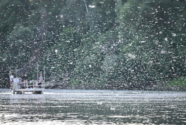Elindult a Tisza fővirágzása