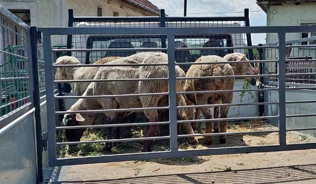 Hirtelen ötlettől vezérelve birkát loptak egy bojti birtokról