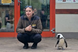 Így hódítja meg gondozója szívét a debreceni állatkert pingvinje