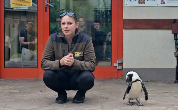 Így hódítja meg gondozója szívét a debreceni állatkert pingvinje