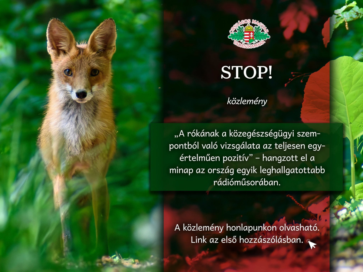 A vadászkamara és a kotorékozás