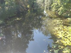 Élővíz-csatorna (Békéscsaba)
