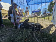 „Csak Nyúl” Fesztivál Józsán