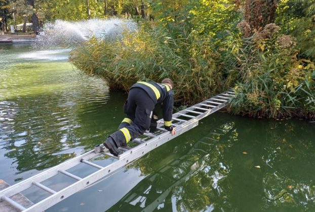 Egy kiskutya rekedt a debreceni Békás tó szigetén