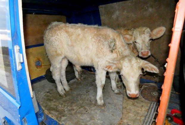 Furgonnal lopták a borjúkat Hajdú-Biharban